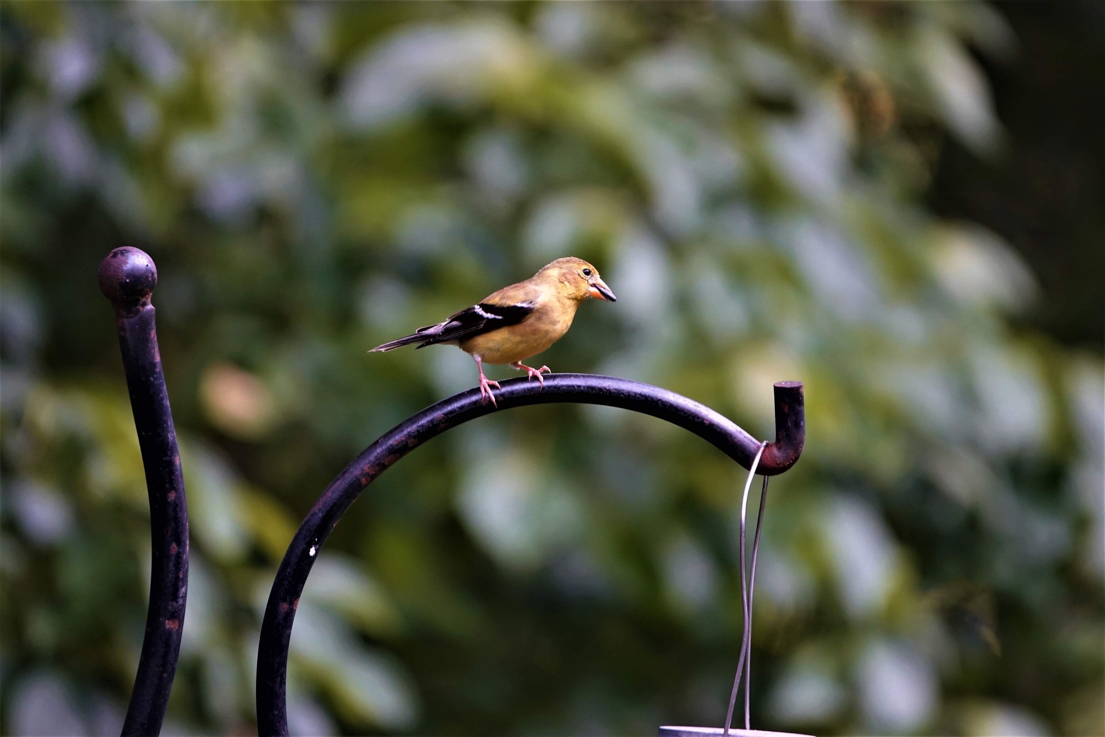 Un oiseau était perché sur une structure métallique incurvée.