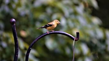 Un oiseau était perché sur une structure métallique incurvée.