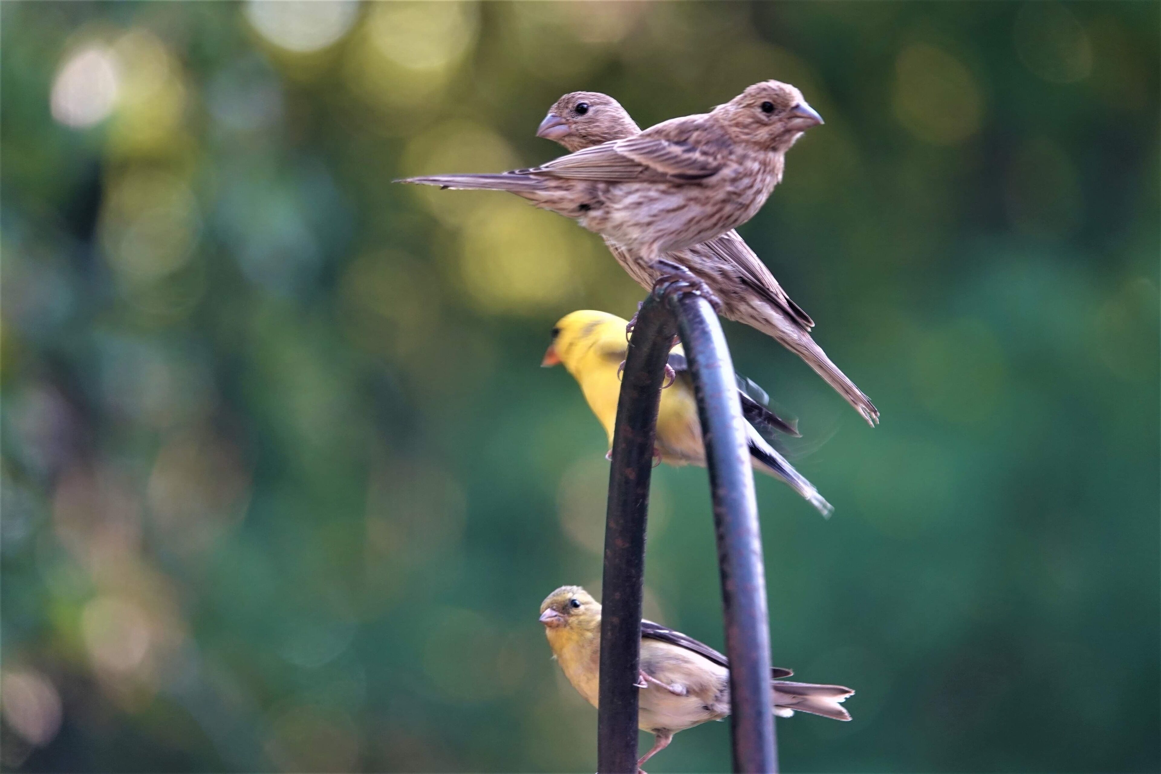 Two birds perched on a metal structure with a blurred green background.