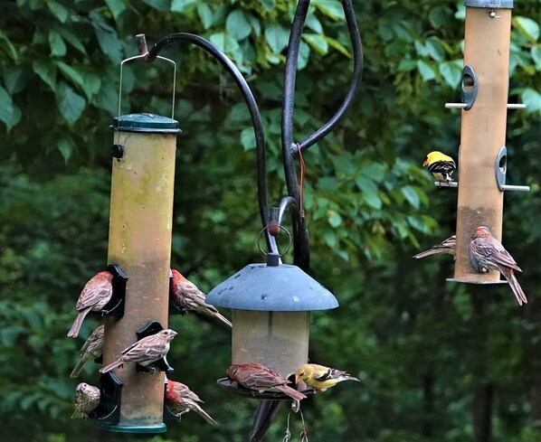 Un distributeur d’aliments pour oiseaux doté de plusieurs perchoirs et d’un modèle suspendu, le tout entouré d’une végétation luxuriante.