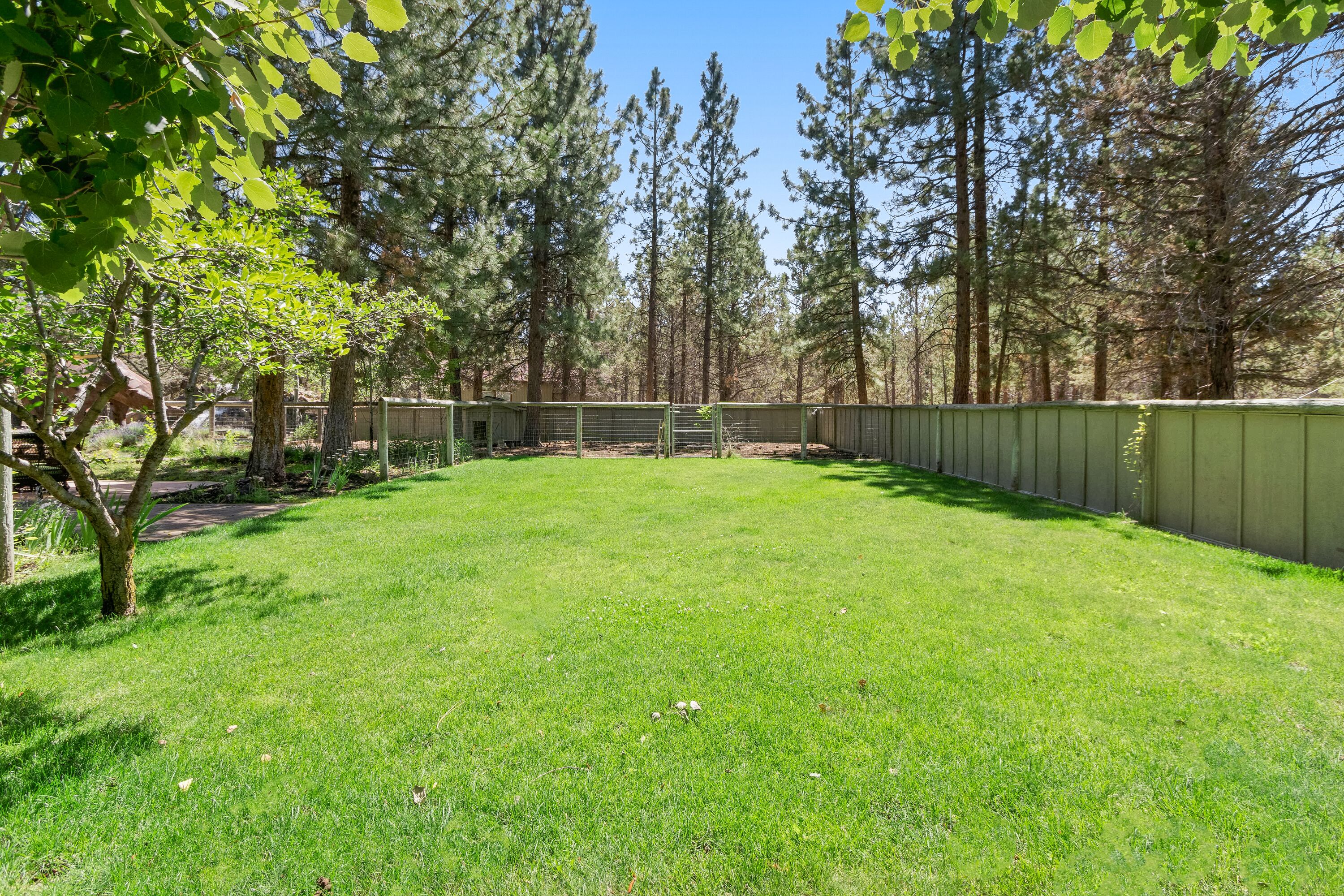 A grassy backyard with a wooden fence, surrounded by tall trees.