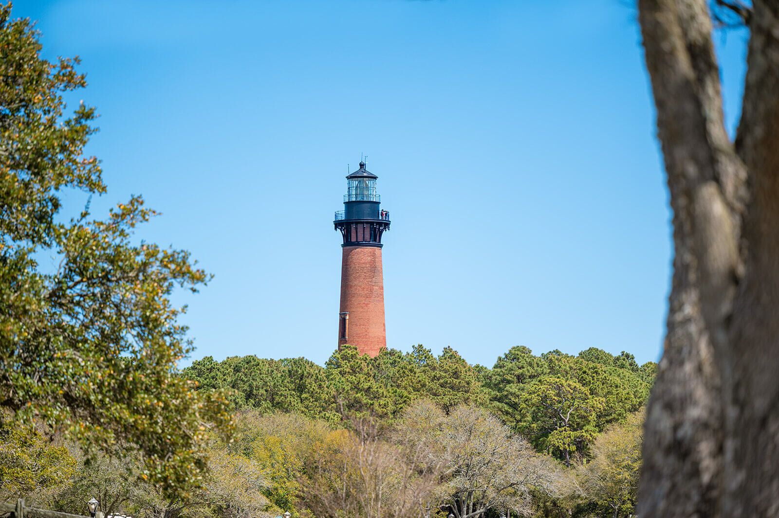 Un faro circondato da fitta vegetazione.