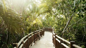A wooden boardwalk surrounded by lush greenery and trees. - Vidanta Mayan Palace 2 BR 2 BA Suite With Kitchen Sleeps 8 - Cancun Riviera Maya (Carmen Carretera Federal)