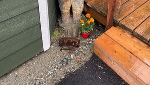 Un banc en bois doté d’un dossier sculpté original, une petite plante en pot aux fleurs orange et une marche en bois menant à une porte.