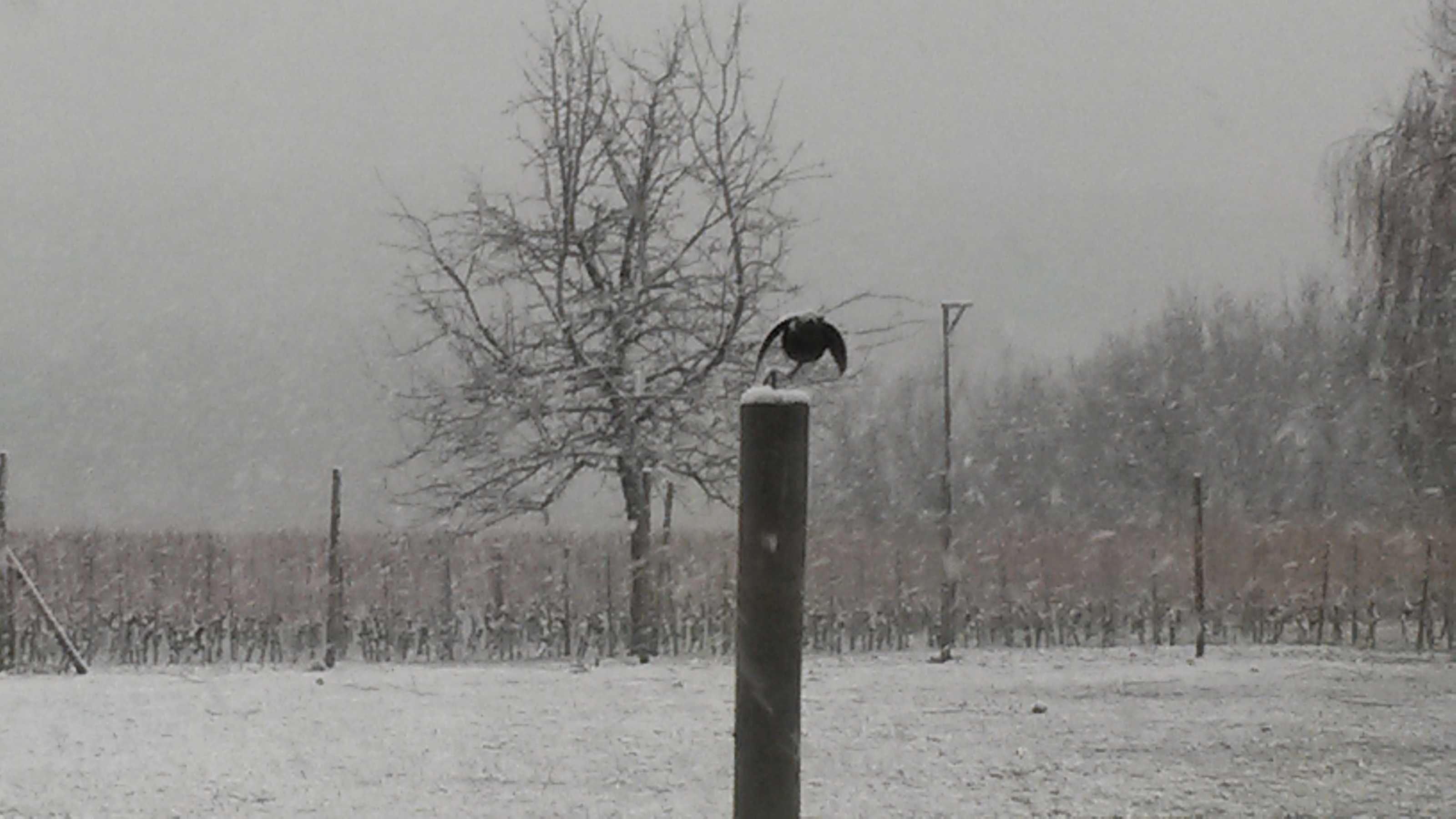 A bird perched on a pole in a snowy field with bare trees and a fence in the background.