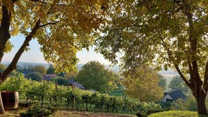 A vineyard path with rows of grapevines, surrounded by trees with yellow leaves, leading to a rural landscape with houses in the distance.