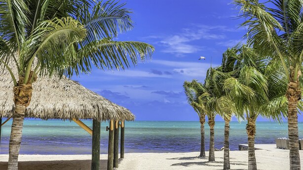 Una playa con estructuras de techo de paja, palmeras y una vista despejada del océano.