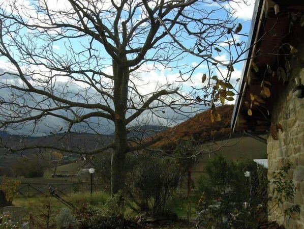A tree with bare branches in a rural setting.