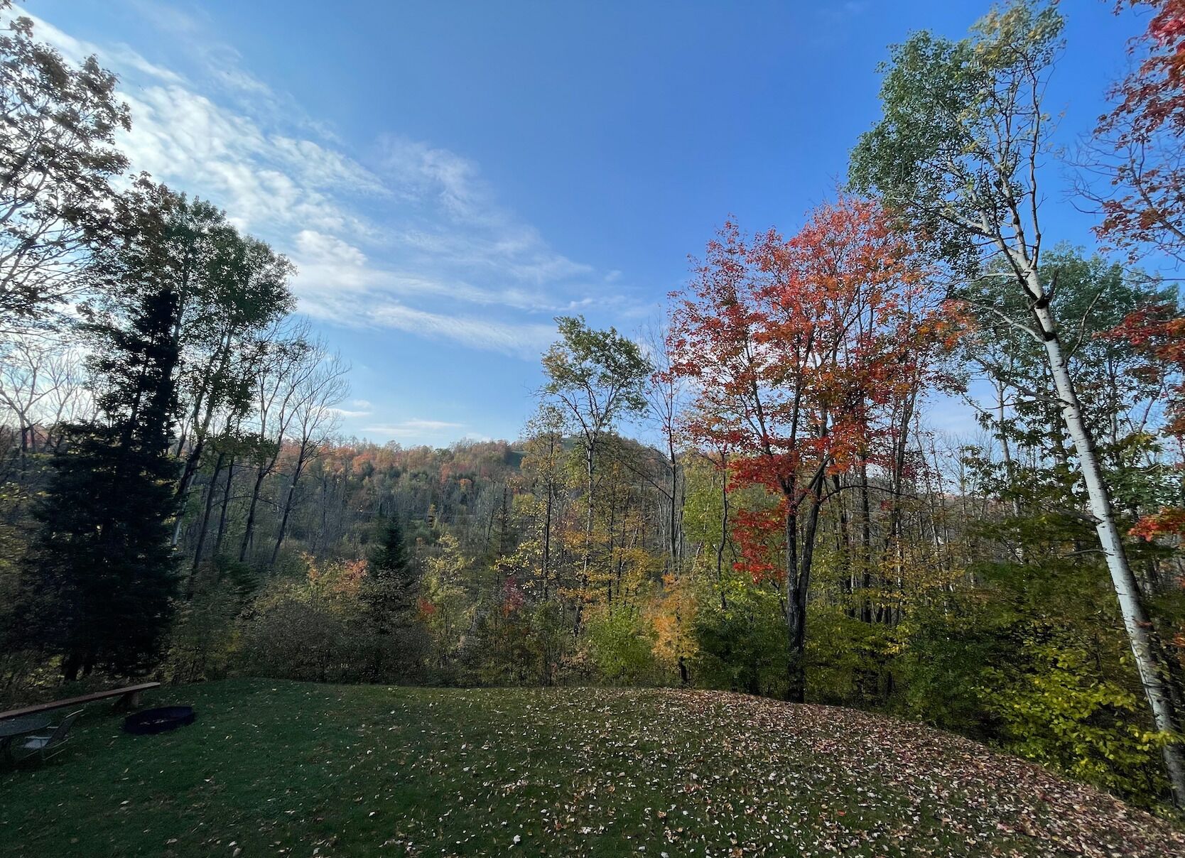 A forested area with a grassy field and a bench.