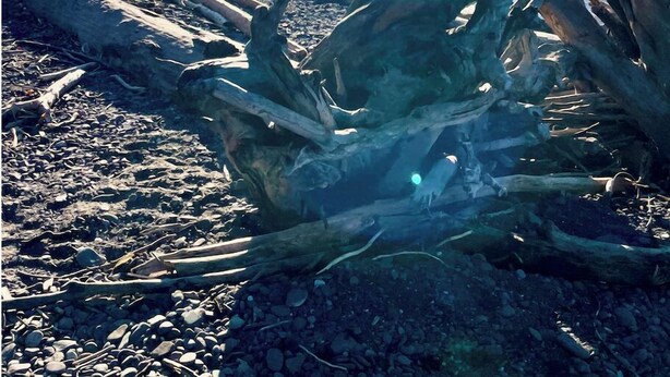 A rocky shoreline with driftwood and a clear view of the ocean.