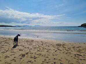 Dog on the beach near Rhosneigr, Anglesey, a short walk from pet-friendly holiday home Spring Tide sleeping eight