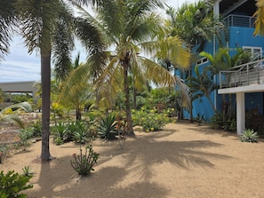 Un jardin avec des palmiers, un bâtiment bleu et un sentier sablonneux.