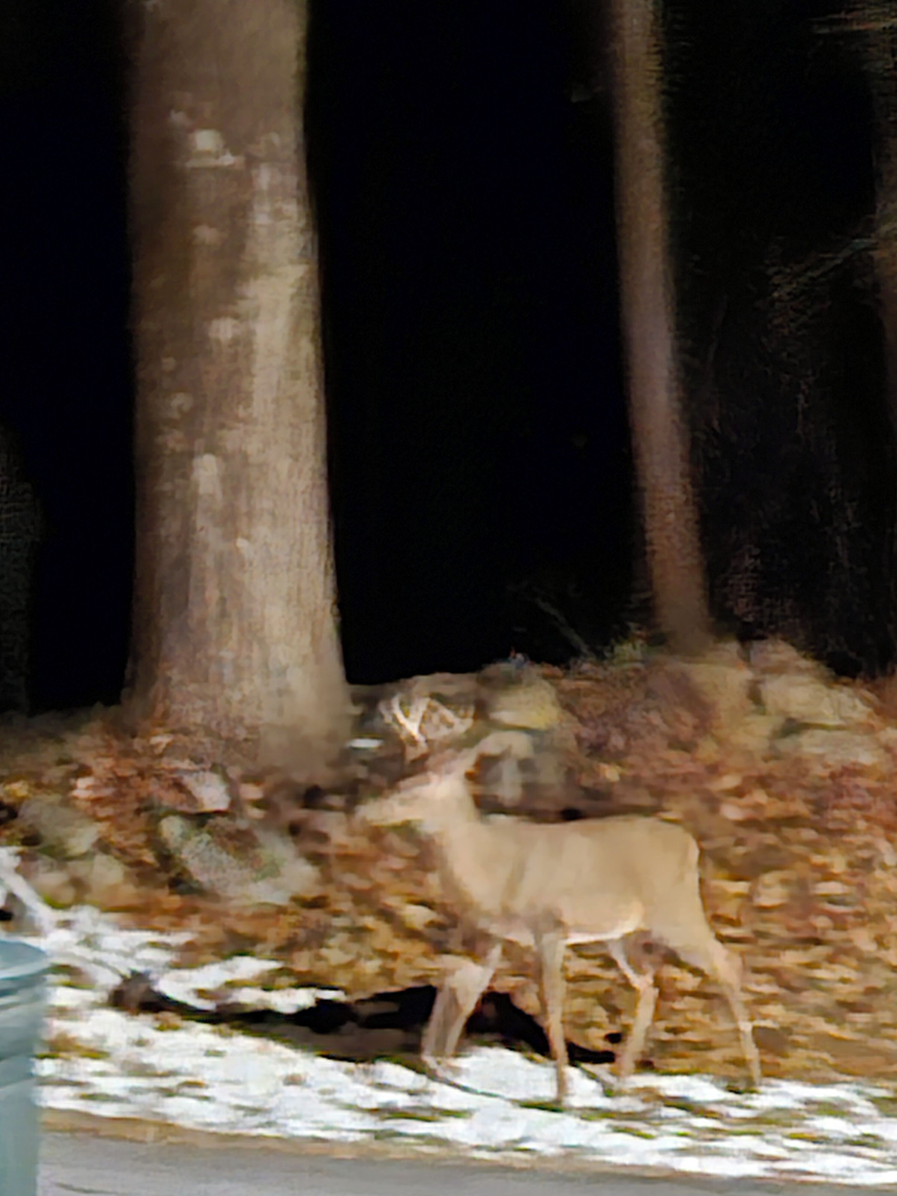 A deer in a forested area with trees and fallen leaves.