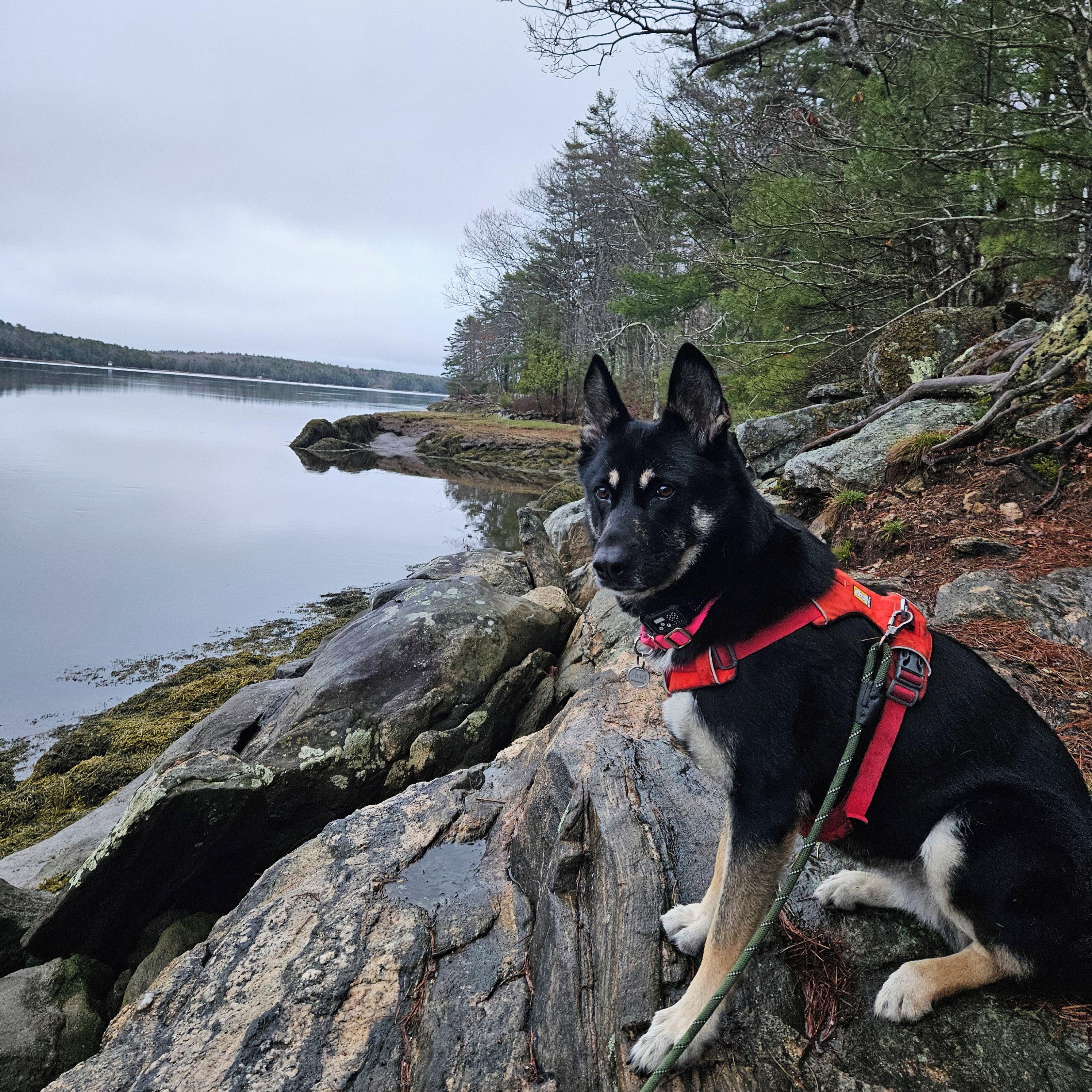 En hund sidder på en sten ved en sø med træer i baggrunden.