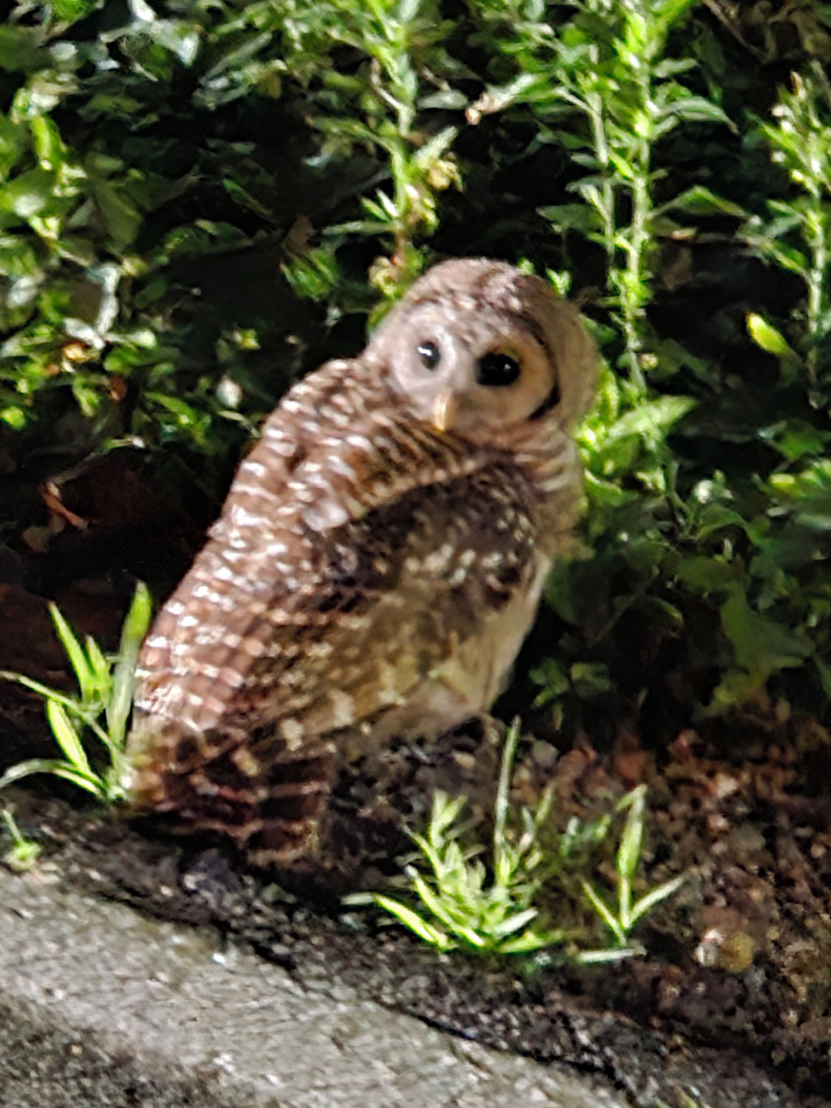 An owl perched on a rock surrounded by greenery.