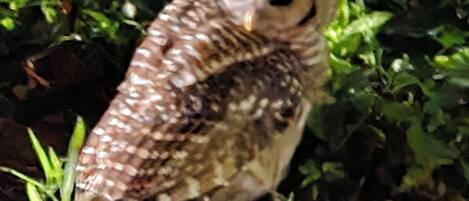 An owl perched on a rock surrounded by greenery.