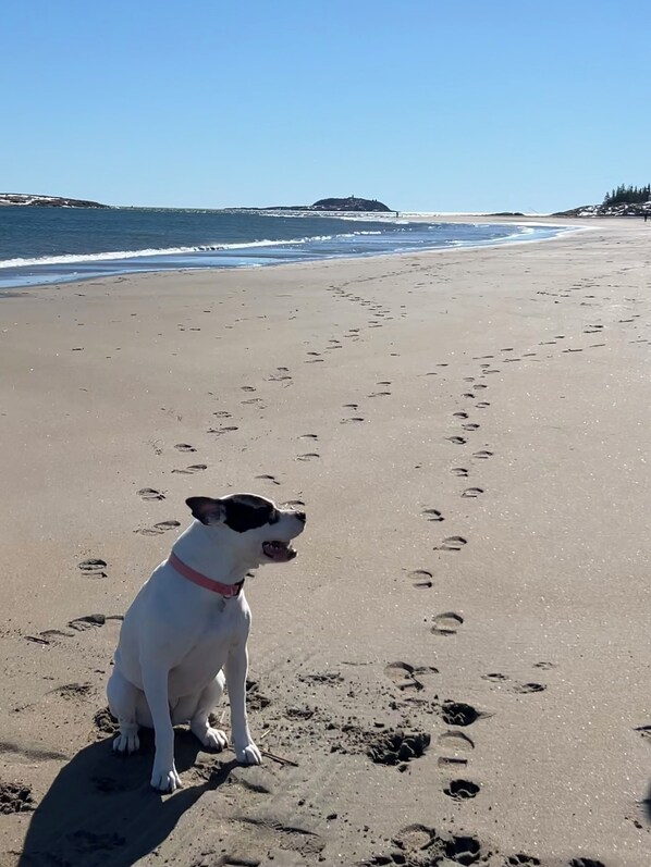 Beach nearby, sun-loungers, beach towels - Fourth of July Special on the Kennebec " EVERYTHING you need " (Phippsburg)