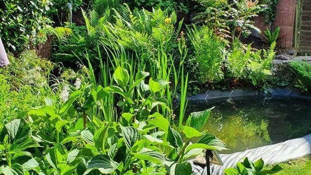 Un exuberante jardín con un estanque, diversas plantas y un muro de ladrillo al fondo.