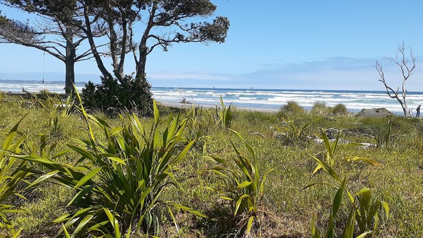 Paisaje costero con un árbol y un primer plano de hierba, que da a una playa con olas.