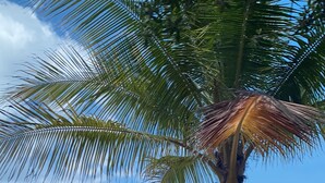 Une plage avec un palmier, l’océan et un ciel dégagé.