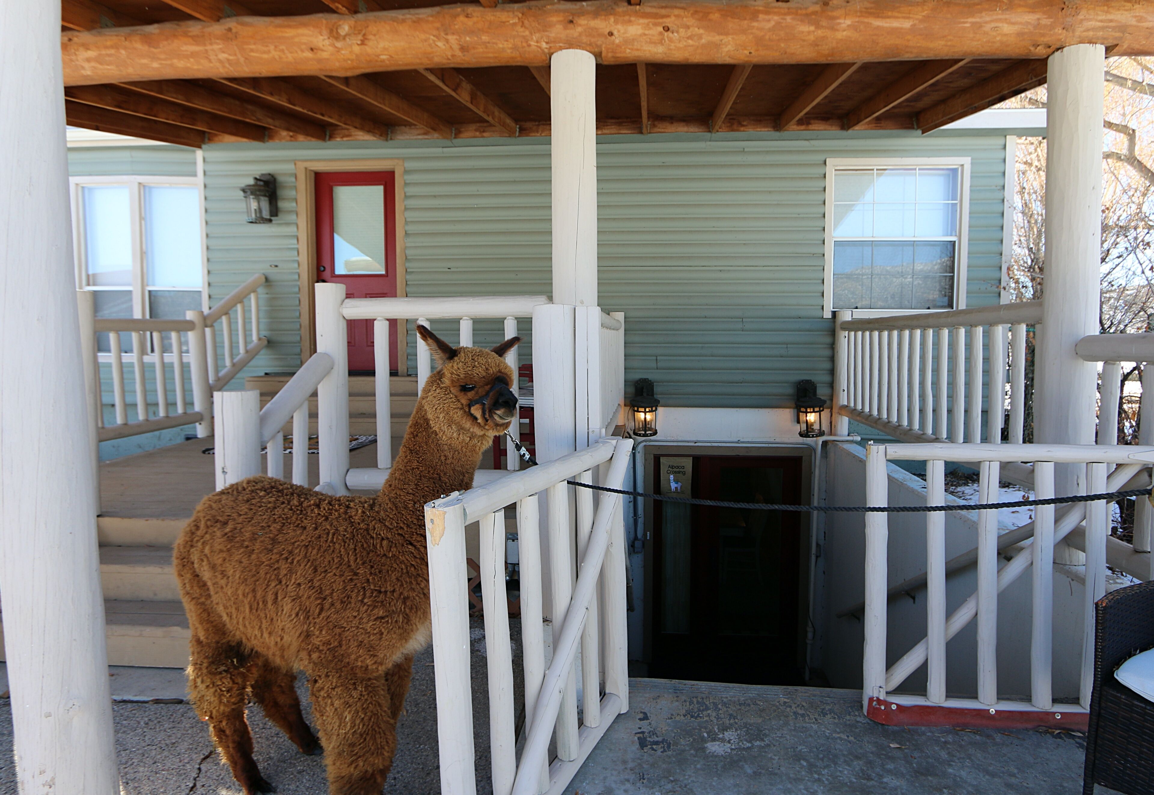 Alpaca Paradise~Enjoy a Night with the Alpacas!
