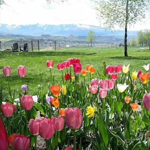 Alpaca Paradise & Alpaca Experience!