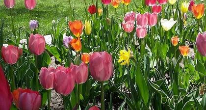 Alpaca Paradise & Alpaca Experience!