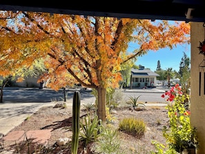 Property grounds - ⁜ ⁜  2 Blocks to UA! Historic House With Hot Tub ⁜ ⁜ (Tucson)