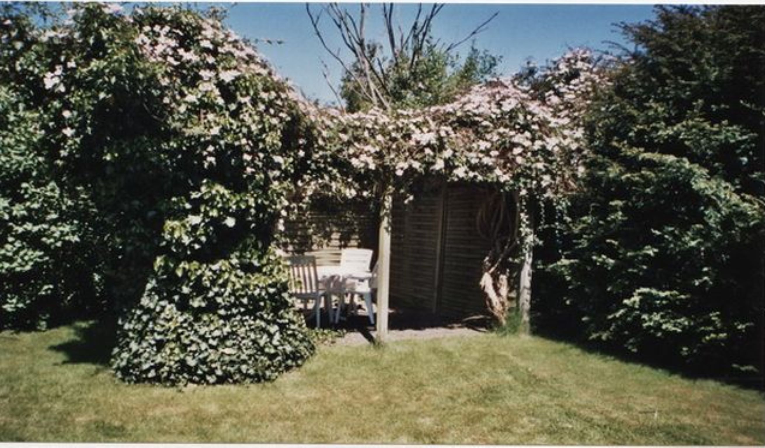 A garden with a pergola covered in flowering vines, a wooden bench, and a shed.