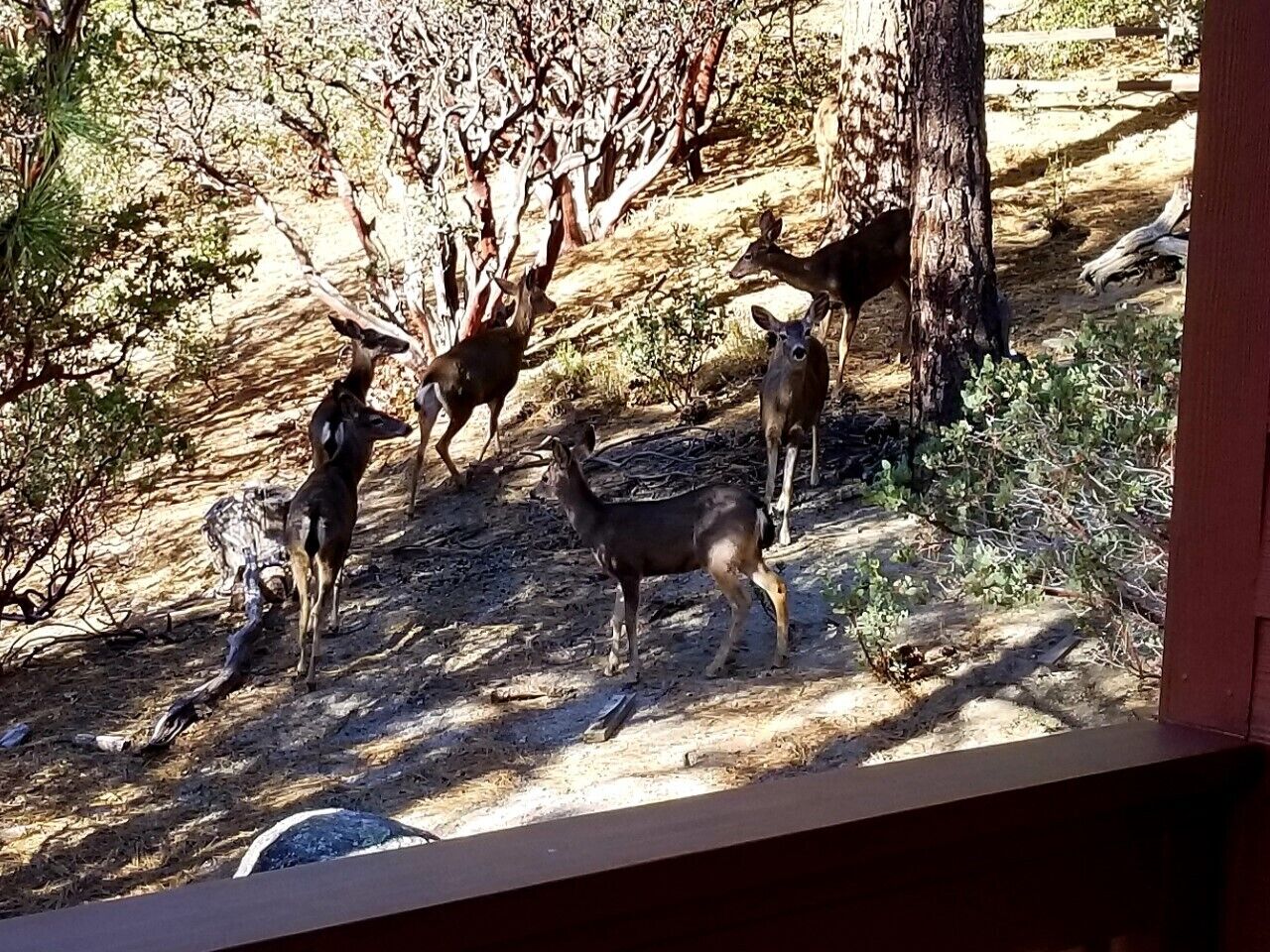 A group of deer in a natural setting with trees and shrubs.