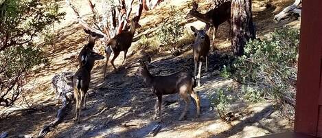 A group of deer in a natural setting with trees and shrubs.
