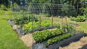 Un jardín con una estructura de enrejado de alambre sosteniendo plantas, rodeado de césped y árboles.