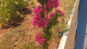 A coastal view with bougainvillea flowers, a sandy beach, and a sailboat in the distance. - Sea View Holiday House (Archangelos)