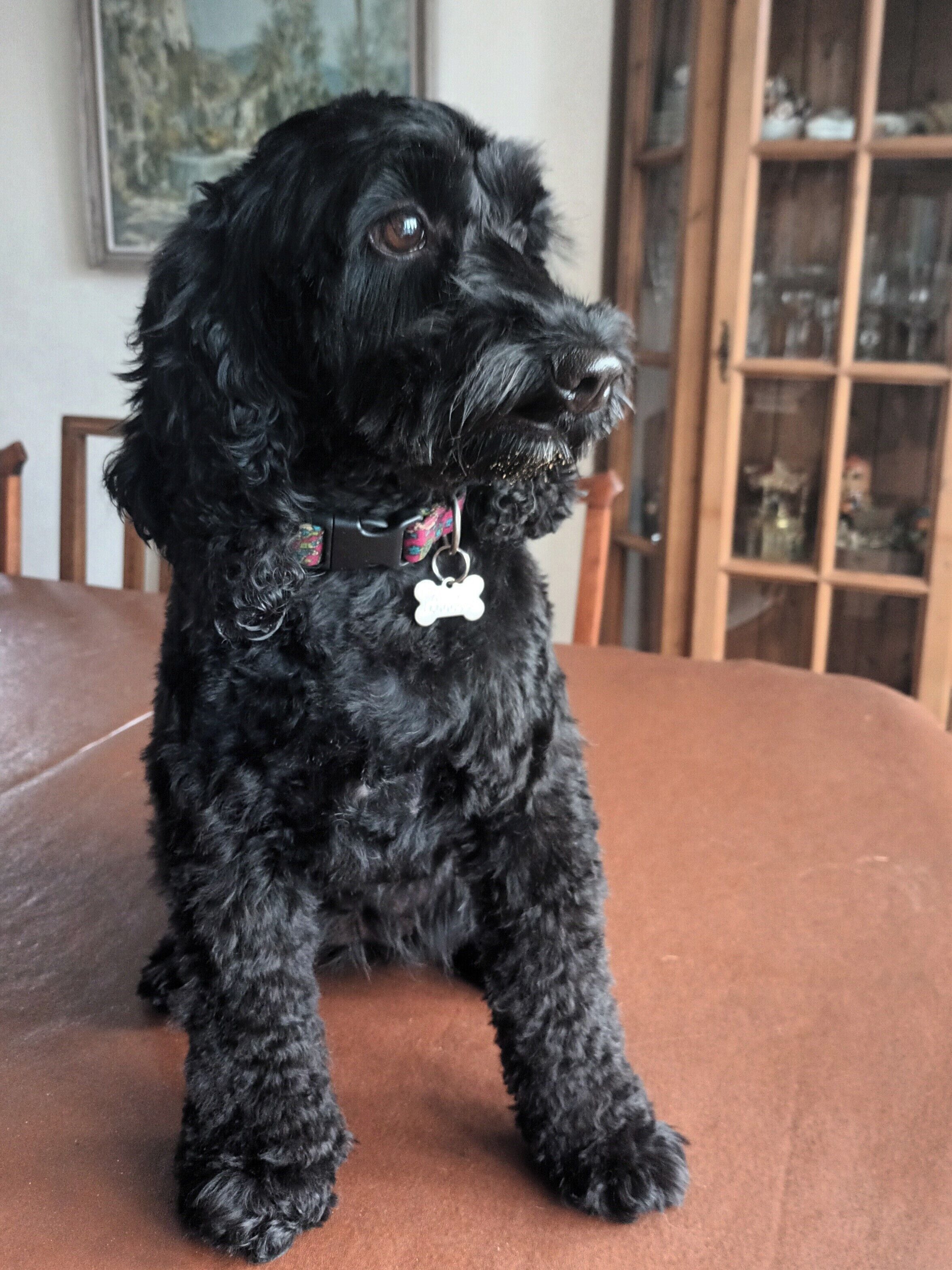 A black dog sitting on a brown table with a bone-shaped tag on its collar.
