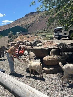 A person interacting with goats near a wooden fence in a rural setting with a vehicle and a green building in the background.