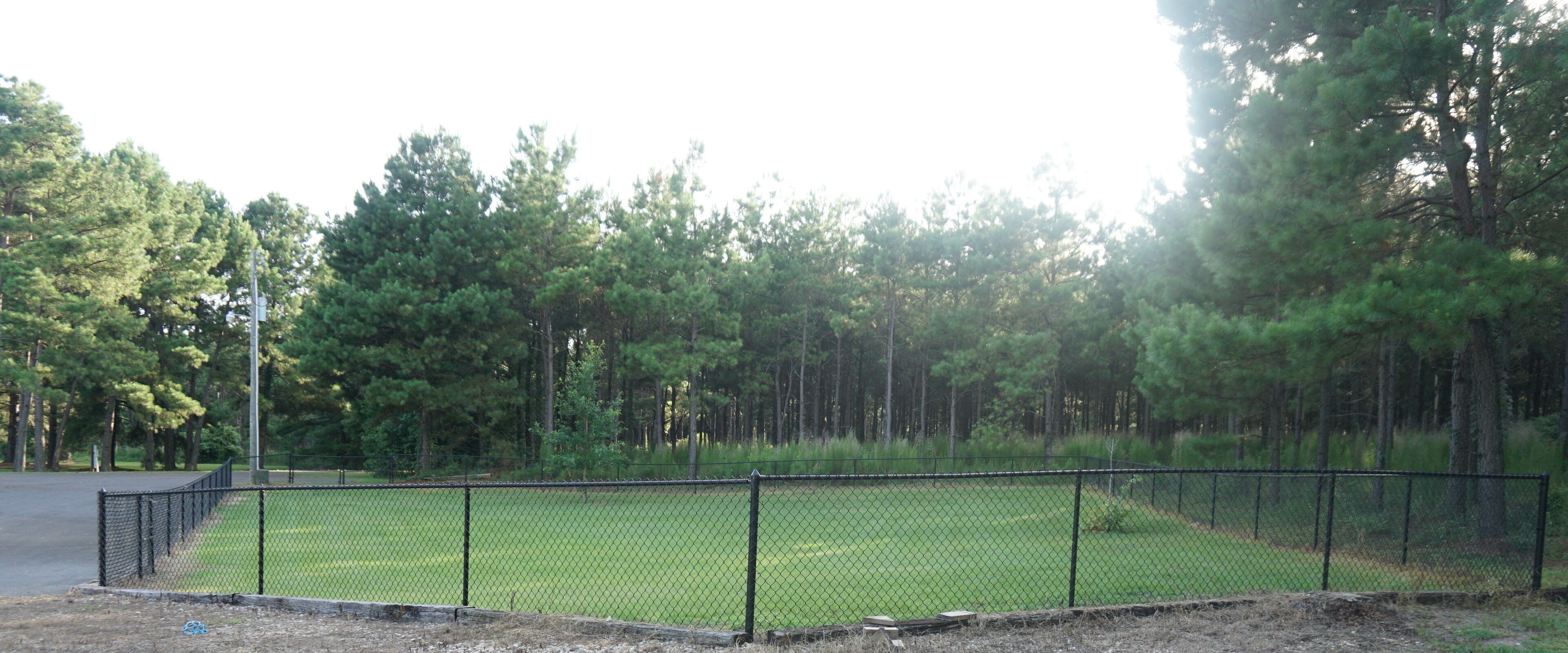 A fenced baseball field with a dirt infield and a grassy outfield, surrounded by tall pine trees.