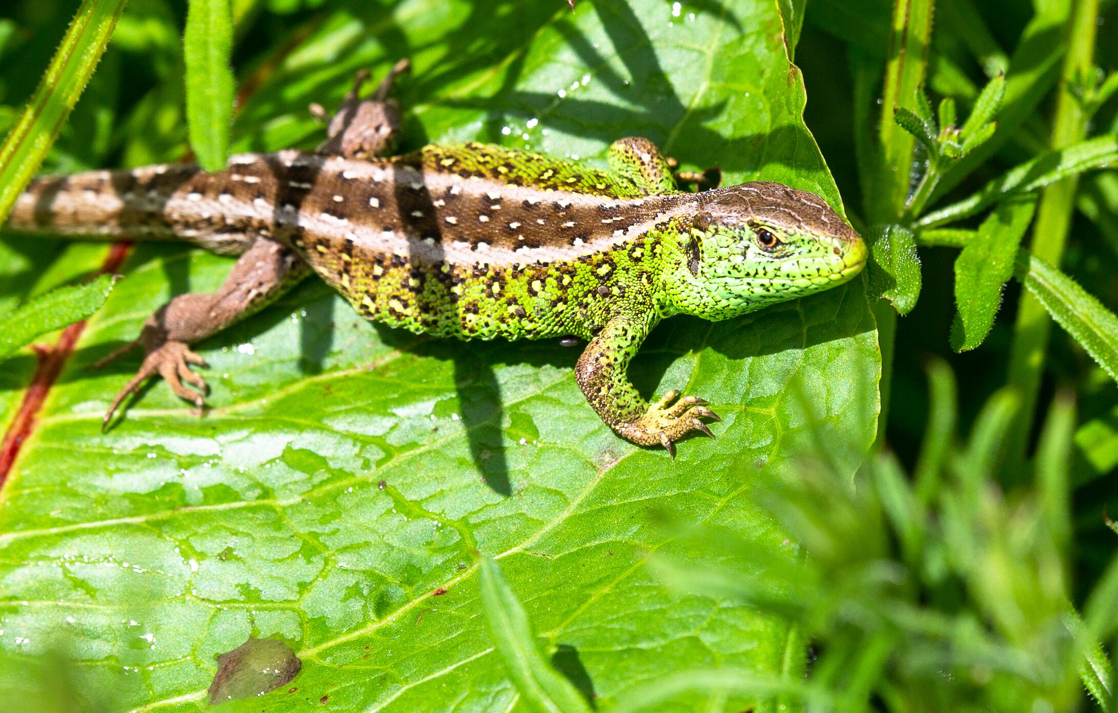 Ein Gecko auf einem grünen Blatt.