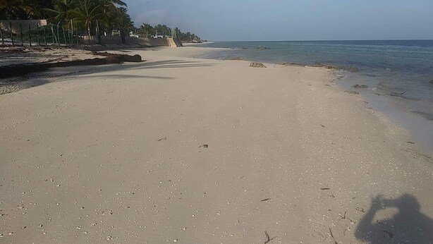 Une plage de sable bordée de palmiers, offrant une vue dégagée sur l’océan.