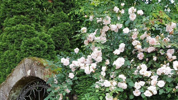 En valvformad gång av sten med ett metallgaller, omgiven av frodig grönska och blommande, rosa rosor.