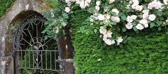 La Demoiselle - Pieds-dans-l'eau dans un jardin botanique