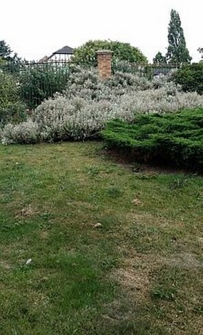 Stroll through the serene garden, surrounded by lush shrubs and a charming brick structure.
