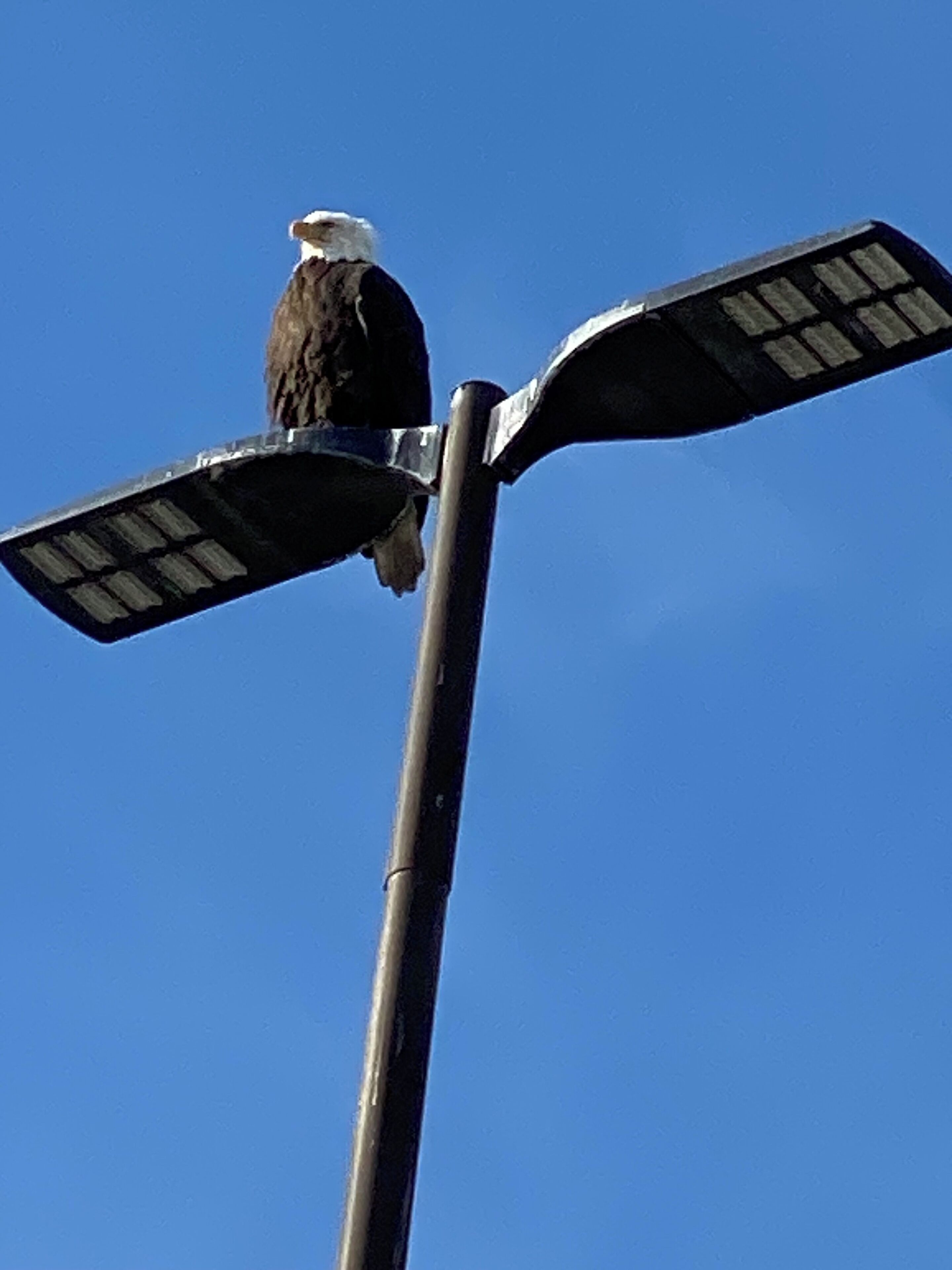 An eagle perched on a streetlight.
