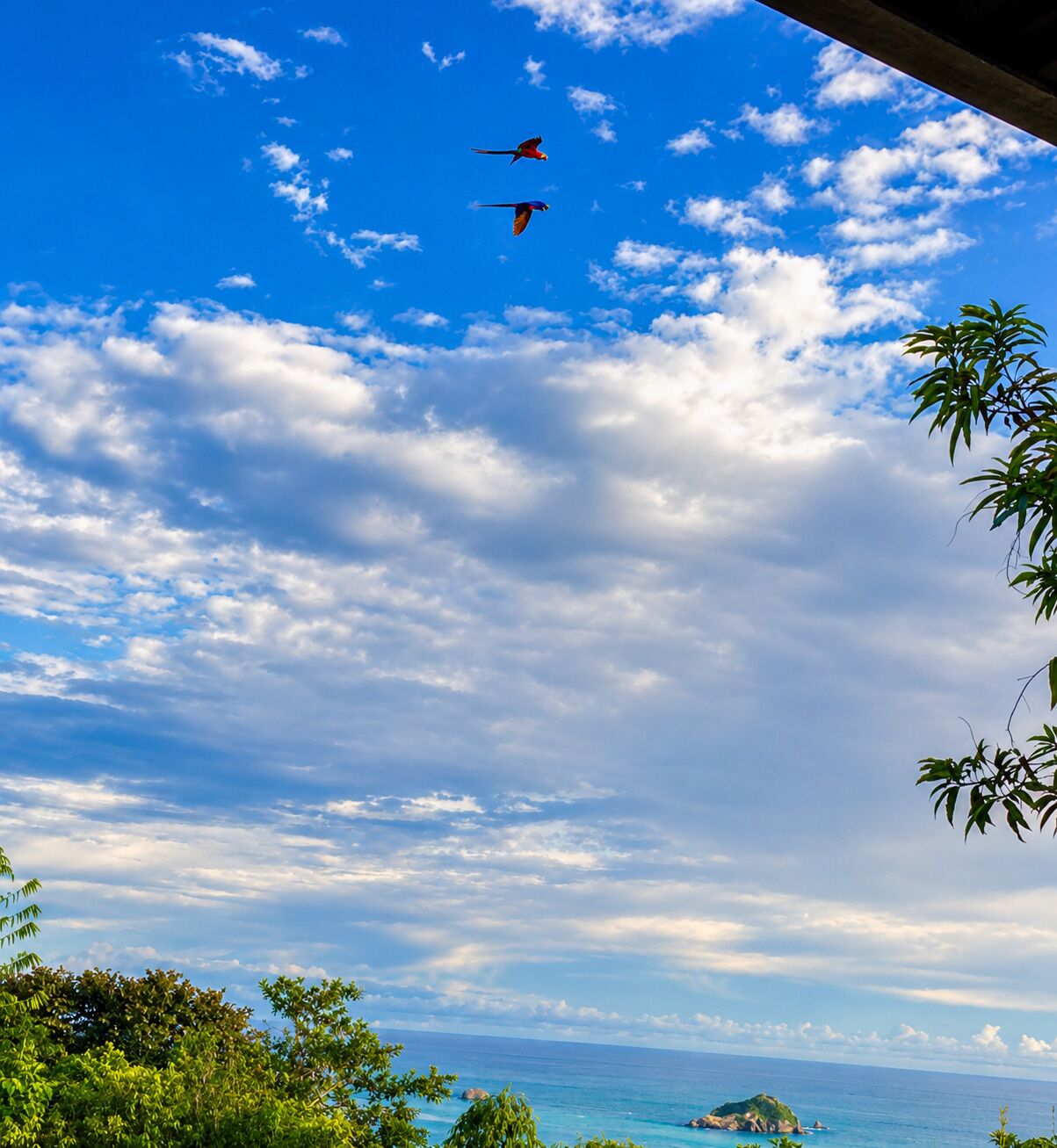 Cielo despejado con dos pájaros volando, vista del océano y algo de vegetación.
