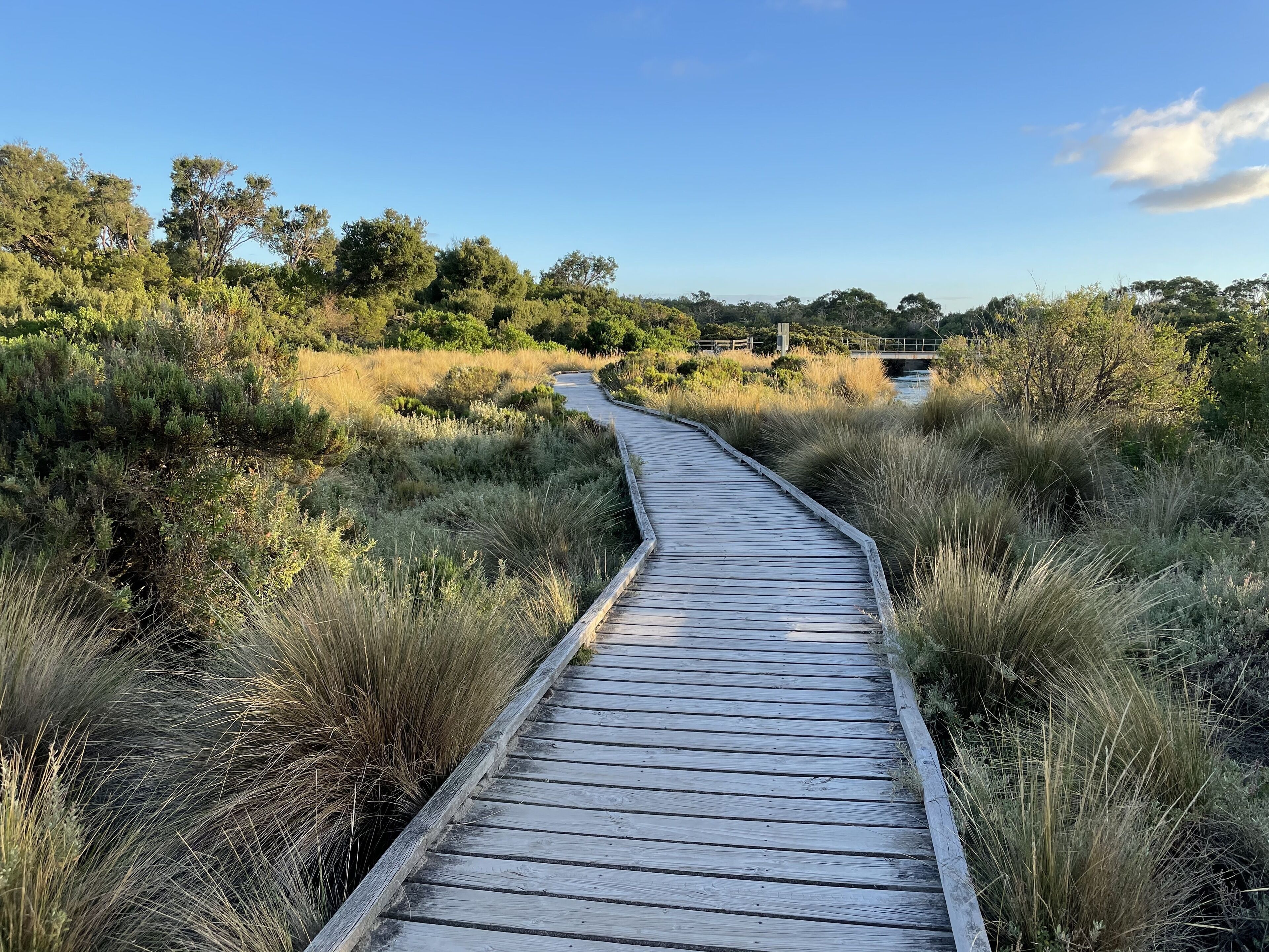 Une promenade en bois sinueuse qui traverse un paysage naturel, bordée d’une végétation luxuriante de part et d’autre.