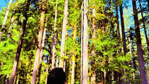 A person relaxing in a hot tub surrounded by tall trees. - Mt Baker Luxury Cabin • 2 King Beds • Hot Tub • Game Loft • Firepit (Deming)