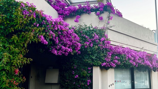 A modern building with a balcony, a number '406' on the wall, and potted plants.