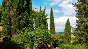 A cobblestone path surrounded by lush greenery and tall trees.