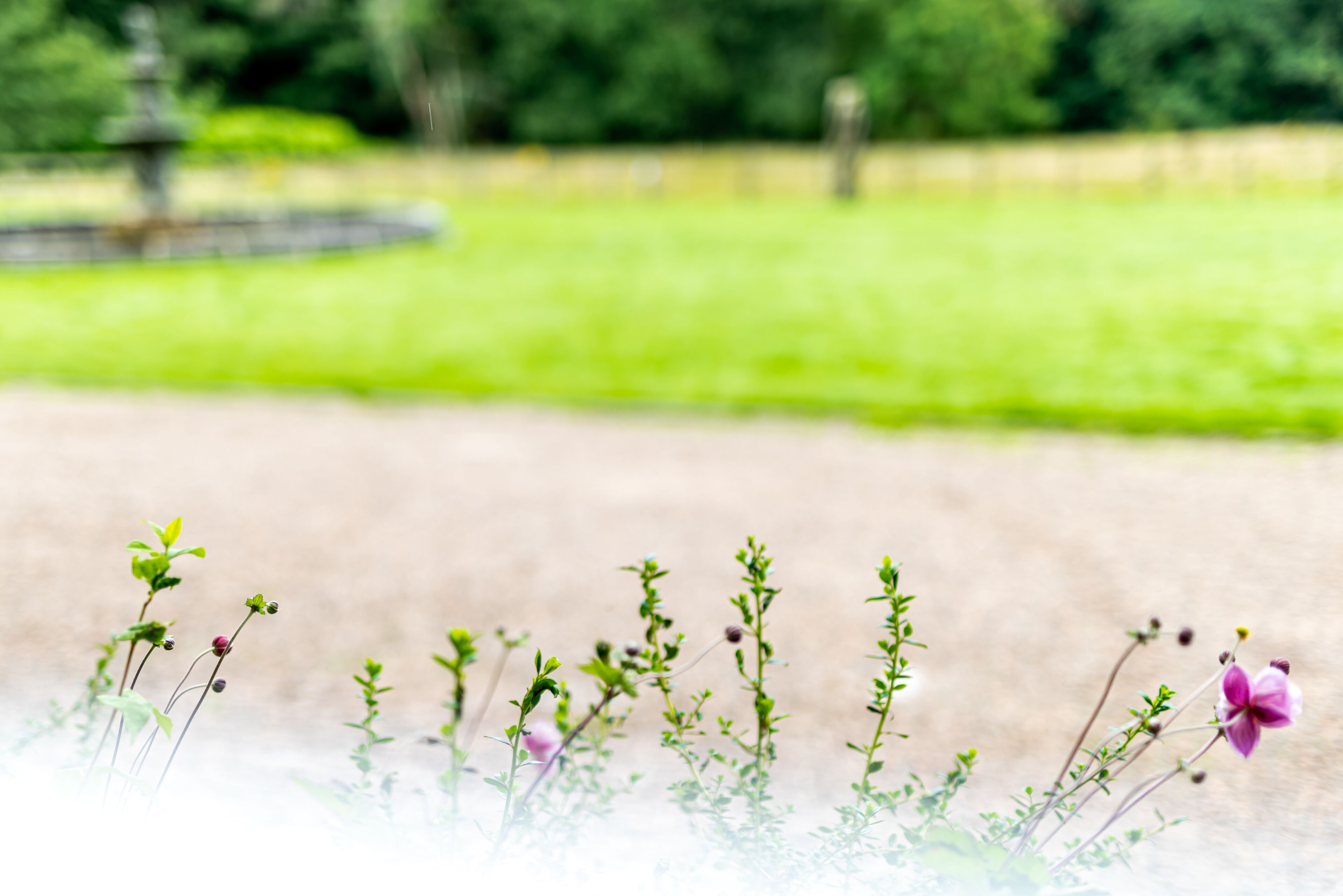 A garden with various plants and flowers.