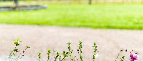 A garden with various plants and flowers.