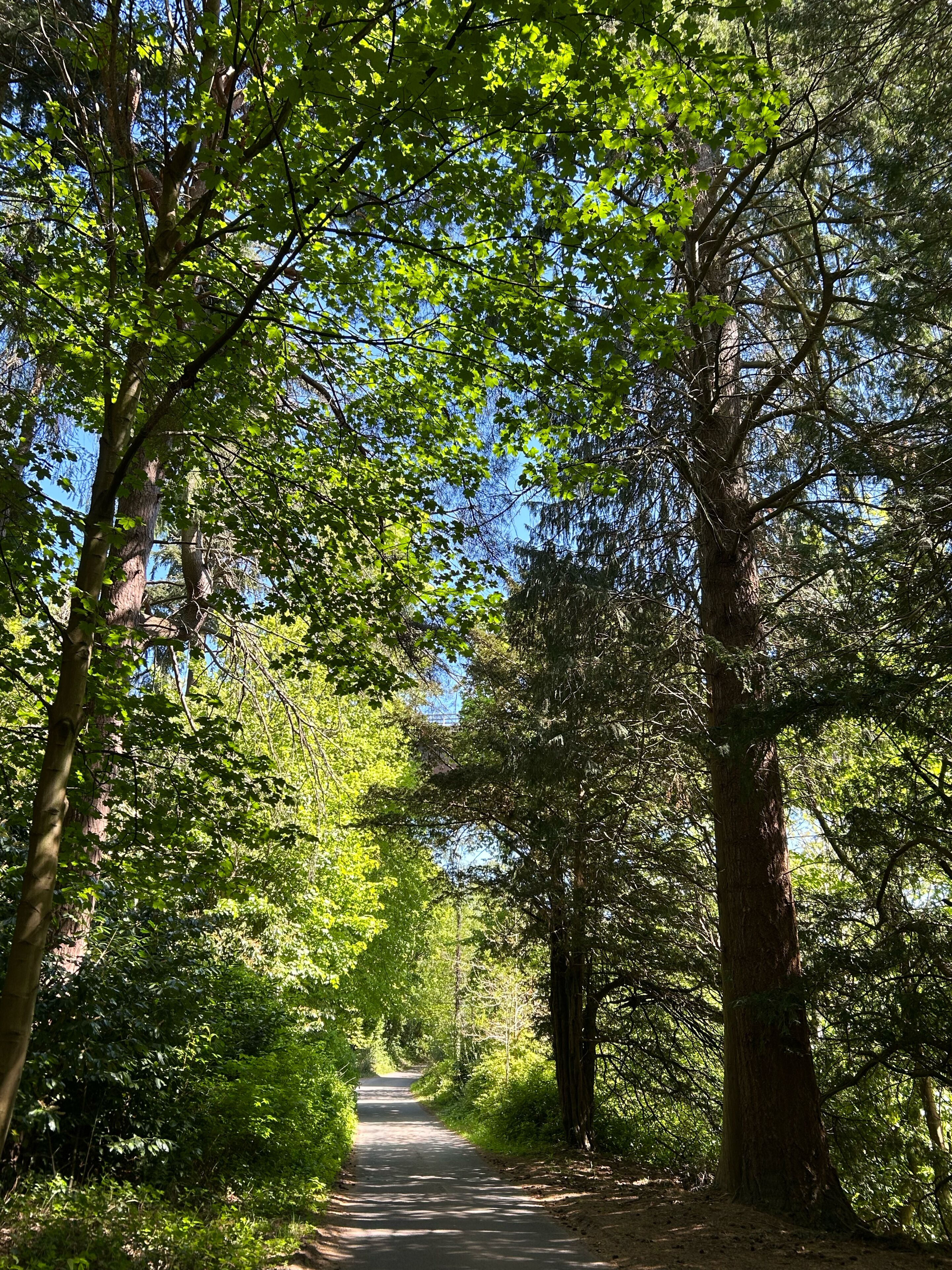A forest path surrounded by tall trees with dense foliage.